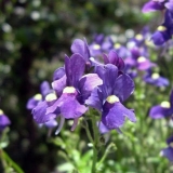 Lobelia riviera: fotografija i opis sorti s ružičastim, plavim, pla...